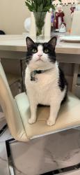 Lost Male Cat last seen Near w 32nd lane, Hialeah, FL 33018