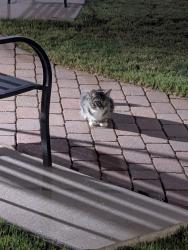 Found/Stray Unknown Cat last seen Myrtle Terraces apmts, Gainesville, GA 30501