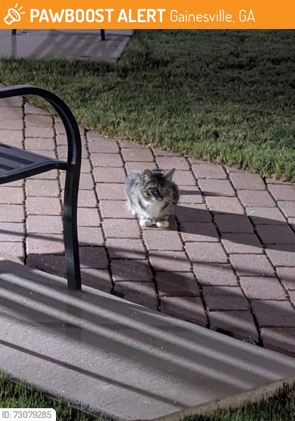 Found/Stray Unknown Cat last seen Myrtle Terraces apmts, Gainesville, GA 30501