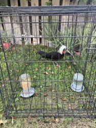 Found/Stray Unknown Bird last seen 42nd & Jefferson, Bermuda Dunes, CA 92203