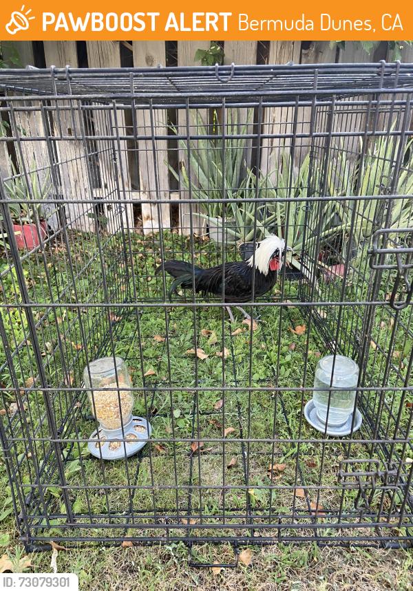 Found/Stray Unknown Bird last seen 42nd & Jefferson, Bermuda Dunes, CA 92203