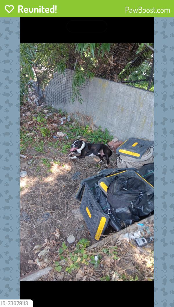 Reunited Male Dog last seen JFK and Morton pl Newark construction site, Jersey City, NJ 07302