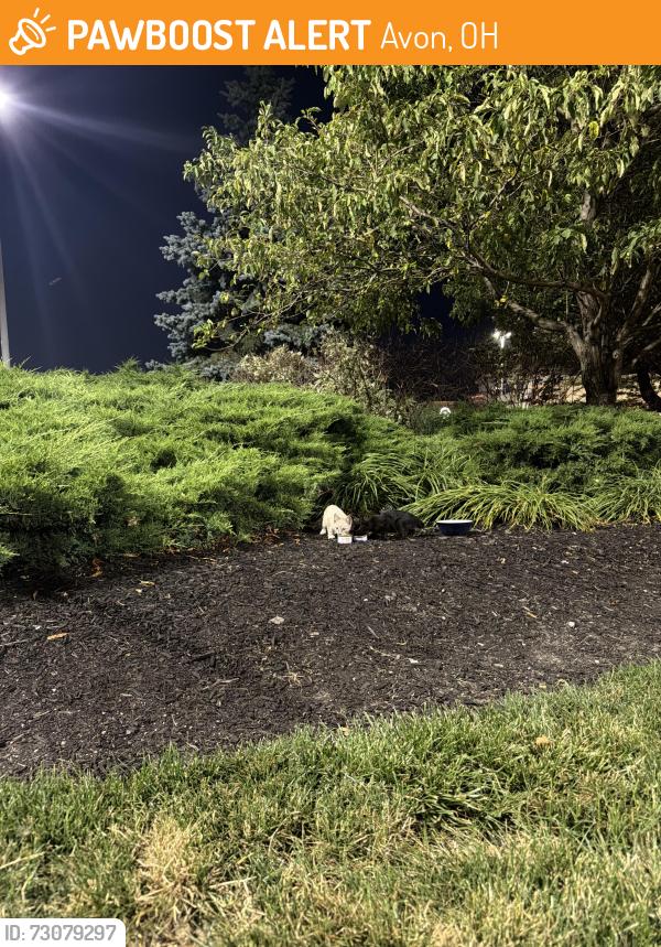 Found/Stray Unknown Cat last seen In front of Costco turning towards Ethan Allen. Two stray kittens(black & white), Avon, OH 44011
