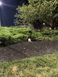 Found/Stray Unknown Cat last seen In front of Costco turning towards Ethan Allen. Two stray kittens(black & white), Avon, OH 44011