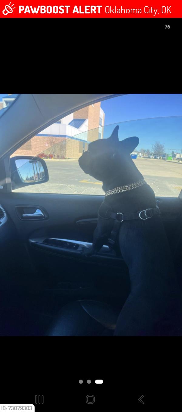 Lost Male Dog last seen I240 and may, Oklahoma City, OK 73159