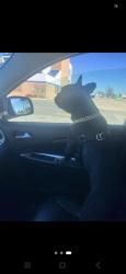 Lost Male Dog last seen I240 and may, Oklahoma City, OK 73159
