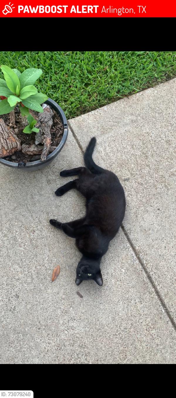 Lost Male Cat last seen Near River bend rd, Arlington Tx, Arlington, TX 76014