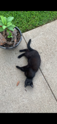 Lost Male Cat last seen Near River bend rd, Arlington Tx, Arlington, TX 76014
