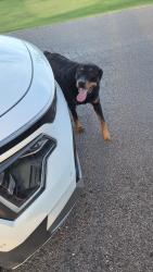 Found/Stray Male Dog last seen Douglas and 164th, Norman, OK 73026