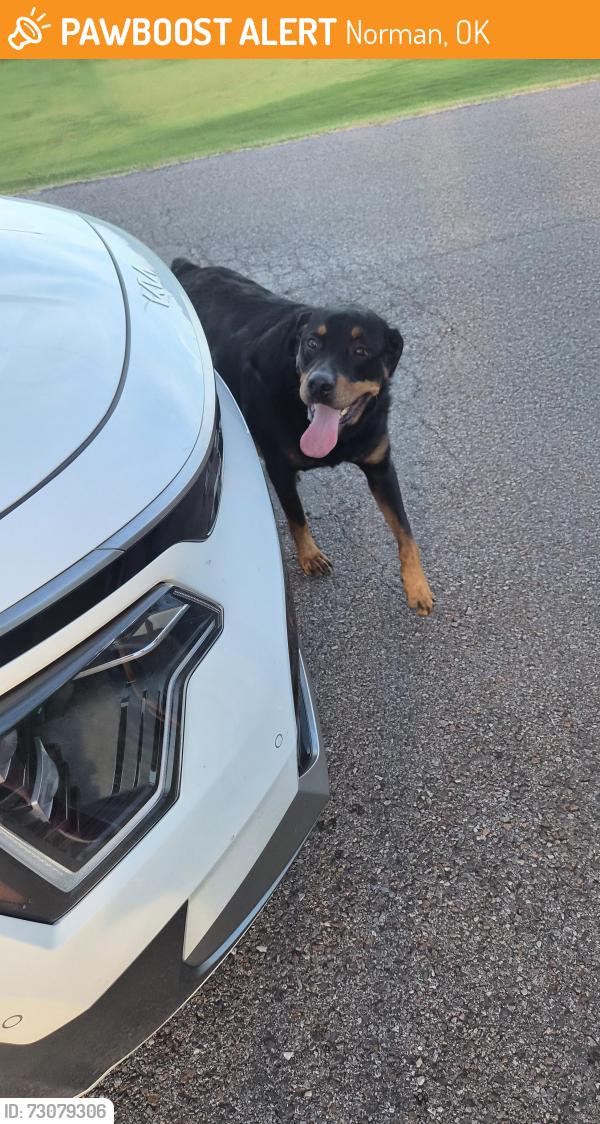 Found/Stray Male Dog last seen Douglas and 164th, Norman, OK 73026
