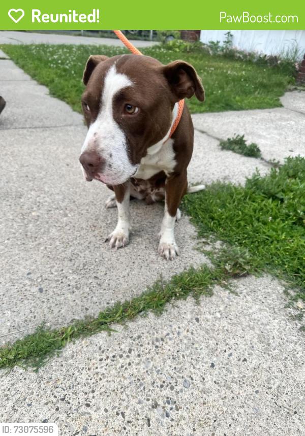 Reunited Female Dog last seen Near rose st schenectady, Schenectady, NY 12306