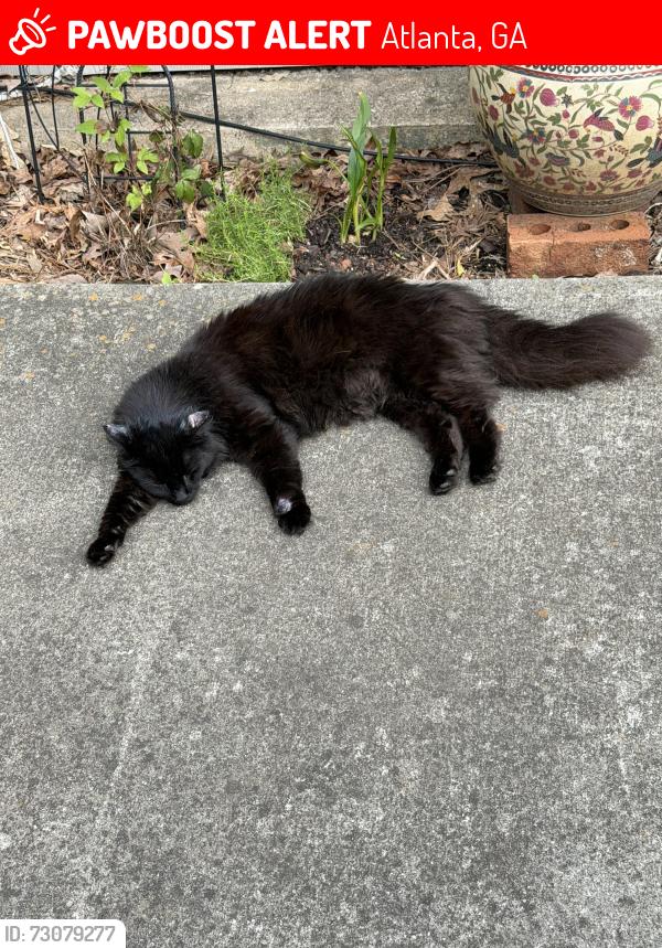 Lost Male Cat last seen Near Clairmont North NE Brookhaven, GA 30329, Atlanta, GA 30329