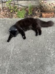 Lost Male Cat last seen Near Clairmont North NE Brookhaven, GA 30329, Atlanta, GA 30329
