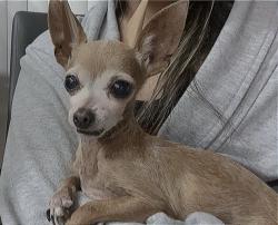 Reunited Female Dog last seen 8587–8591 Algon Ave Philadelphia, PA  19152 United States, Philadelphia, PA 19152