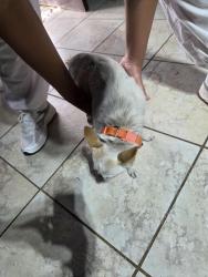 Found/Stray Unknown Dog last seen Wrigley coffee shop, Long Beach, CA 90806