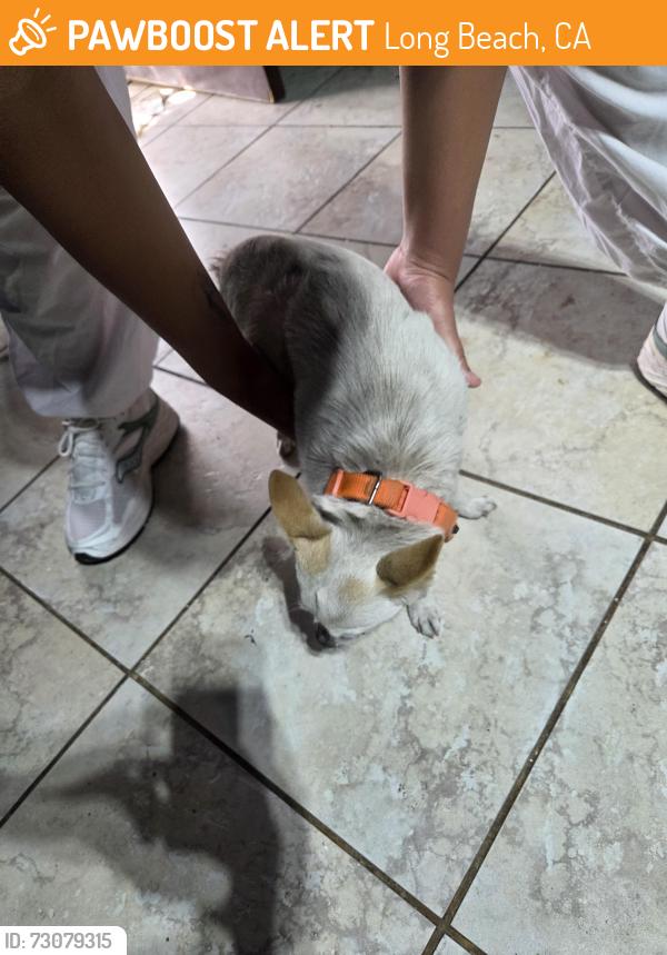 Found/Stray Unknown Dog last seen Wrigley coffee shop, Long Beach, CA 90806