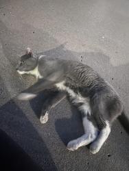 Found/Stray Female Cat last seen 127th & Blackbob, Olathe, KS 66062