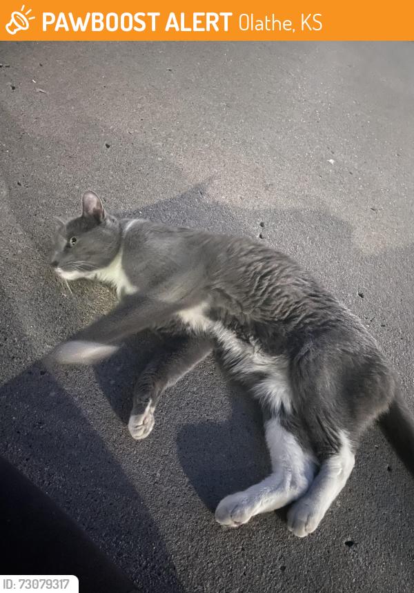 Found/Stray Female Cat last seen 127th & Blackbob, Olathe, KS 66062