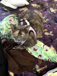 Lost Female Cat last seen greenland dr, Murfreesboro, TN 37130