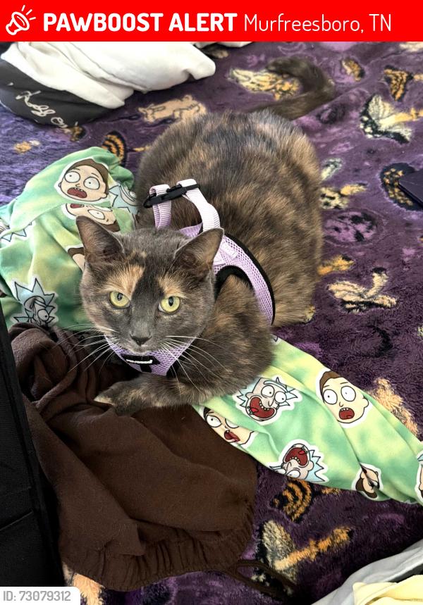 Lost Female Cat last seen greenland dr, Murfreesboro, TN 37130
