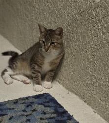 Found/Stray Male Cat last seen Union Park, Wesley Chapel, FL 33543