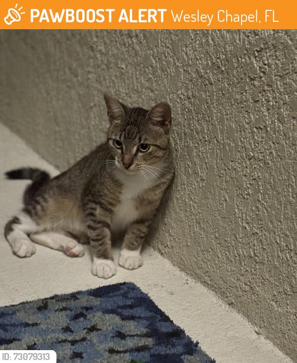 Found/Stray Male Cat last seen Union Park, Wesley Chapel, FL 33543
