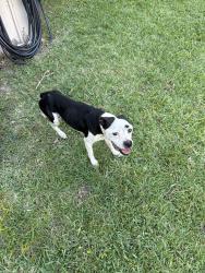 Found/Stray Female Dog last seen Graham rd, Fort Pierce, FL 34947