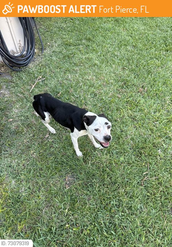 Found/Stray Female Dog last seen Graham rd, Fort Pierce, FL 34947