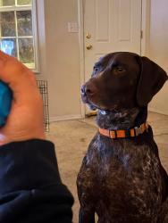Lost Male Dog last seen Eagle and mcmillian, Boise, ID 83713