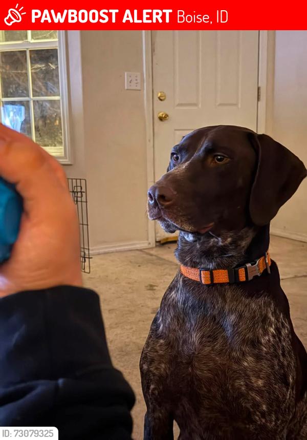 Lost Male Dog last seen Eagle and mcmillian, Boise, ID 83713