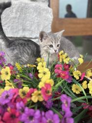 Lost Female Cat last seen CR 1229/1126A - Cates Ranch Neighborhood, Godley, TX 76044