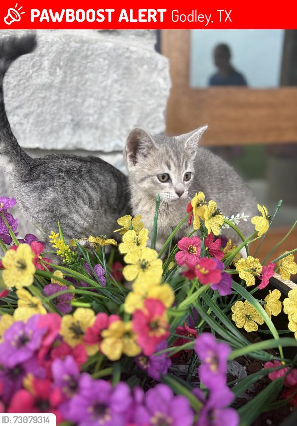 Lost Female Cat last seen CR 1229/1126A - Cates Ranch Neighborhood, Godley, TX 76044