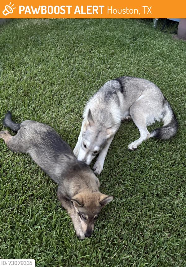 Found/Stray Female Dog last seen Meridian st and niles st, Houston, TX 77017