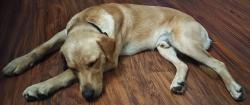 Found/Stray Male Dog last seen memorial and Western, Oklahoma City, OK 73114
