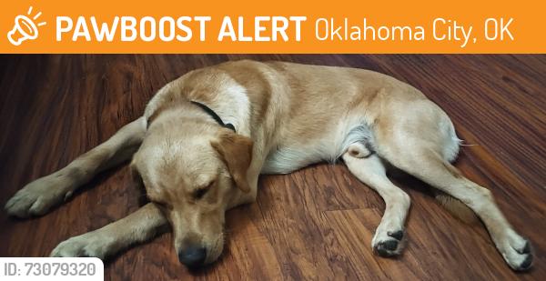 Found/Stray Male Dog last seen memorial and Western, Oklahoma City, OK 73114