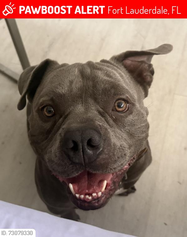 Lost Male Dog last seen Fort Lauderdale Animal hosp, Fort Lauderdale, FL 33311