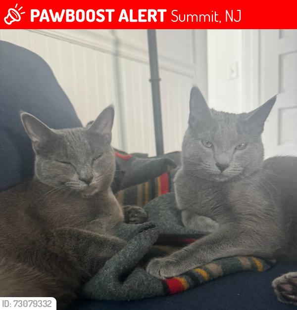 Lost Female Cat last seen Crest Acre Ct, Summit, NJ 07901