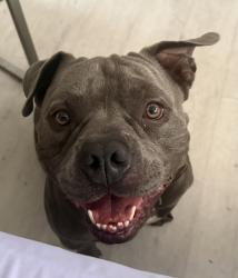 Lost Male Dog last seen Fort Lauderdale Animal hosp, Fort Lauderdale, FL 33311