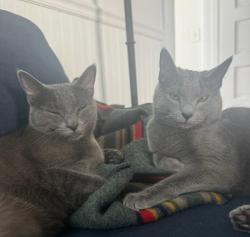 Lost Female Cat last seen Crest Acre Ct, Summit, NJ 07901