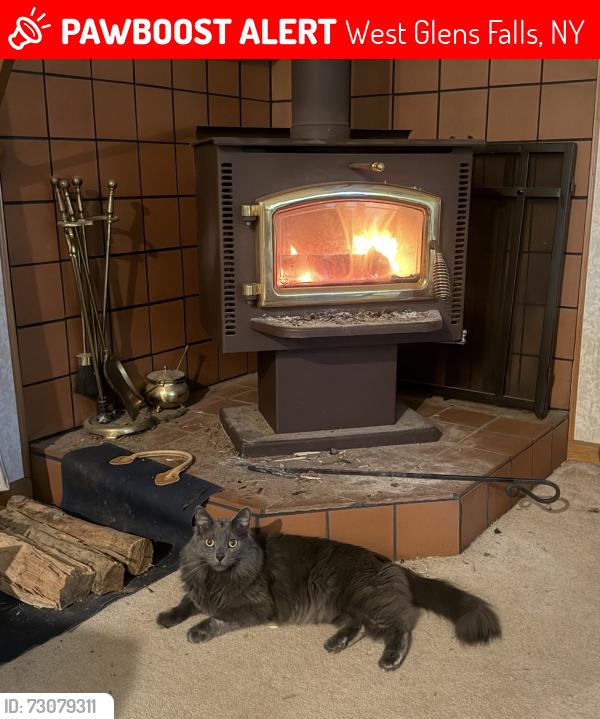 Lost Male Cat last seen Oak Tree Cir. and Maple Dr., West Glens Falls, NY 12804