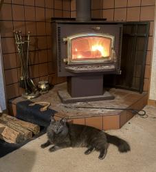 Lost Male Cat last seen Oak Tree Cir. and Maple Dr., West Glens Falls, NY 12804