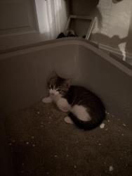 Lost Male Cat last seen Maryland ave, Saint Paul, MN 55130