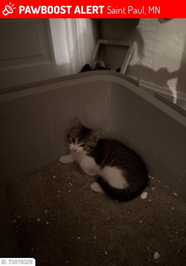 Lost Male Cat last seen Maryland ave, Saint Paul, MN 55130