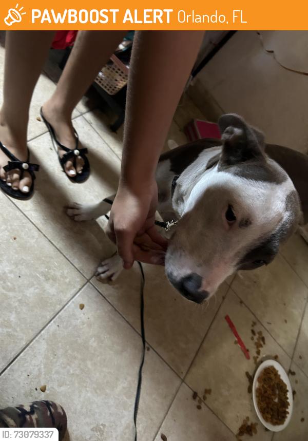 Found/Stray Male Dog last seen Ivey lane, Orlando, FL 32811