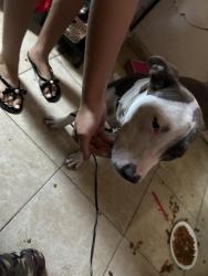 Found/Stray Male Dog last seen Ivey lane, Orlando, FL 32811
