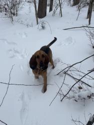 Lost Female Dog last seen Winchester southern rd and Marberger , Stoutsville, OH 43154