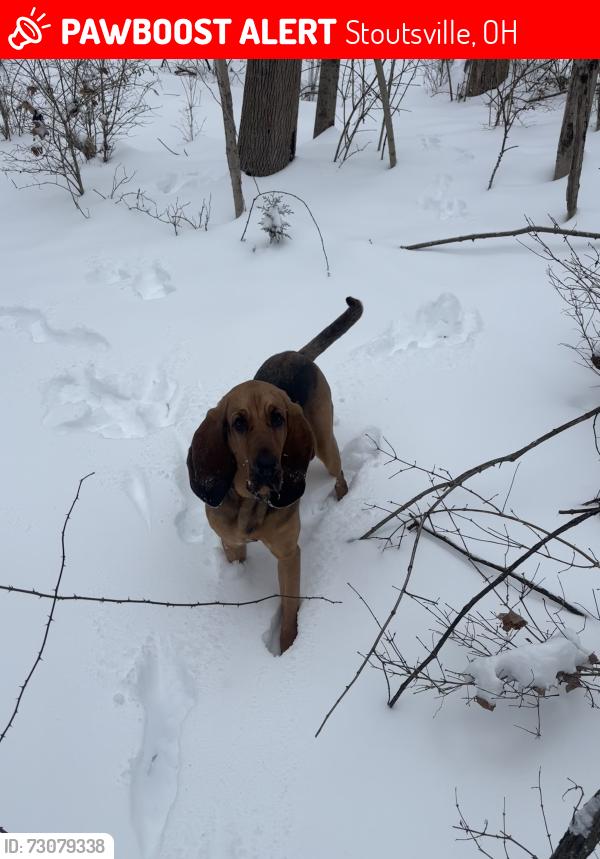 Lost Female Dog last seen Winchester southern rd and Marberger , Stoutsville, OH 43154