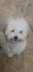 Lost Male Dog last seen Gus Robinson, Powder Springs, GA 30127