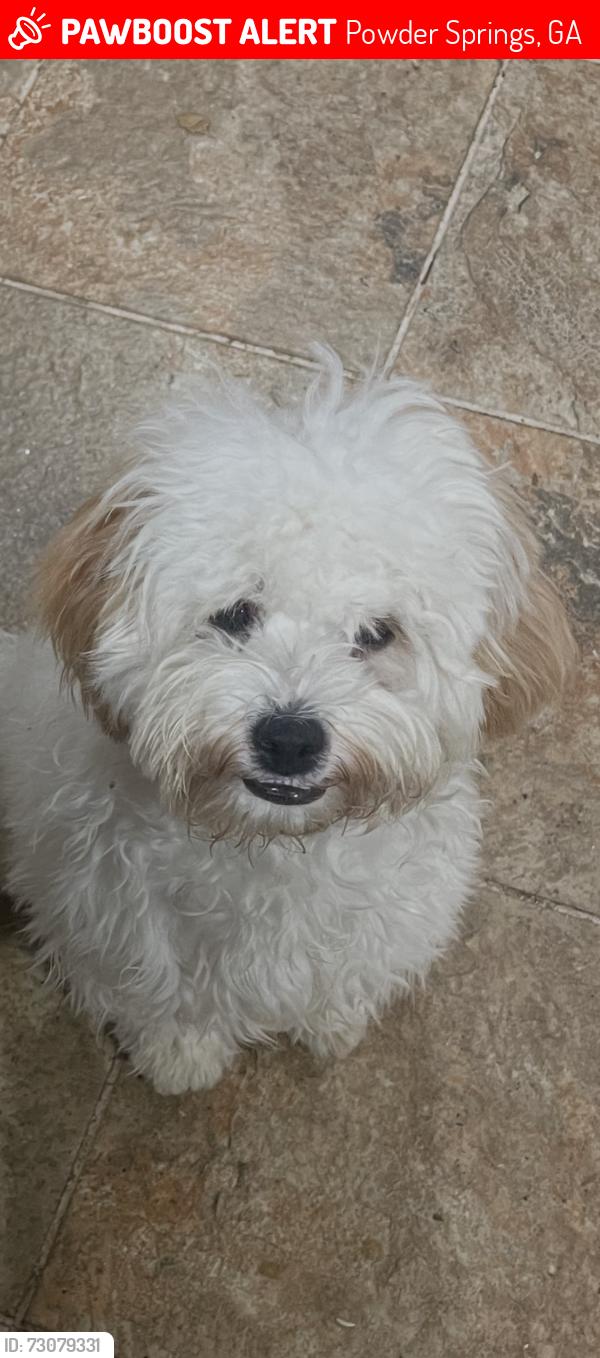 Lost Male Dog last seen Gus Robinson, Powder Springs, GA 30127