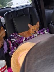 Lost Female Dog last seen Pacific Ave, Spanaway, WA 98387